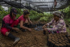 Women community members put soils on polybags for new seedlings at a nursery at the Cinta Raja Rainforest Restoration Site in Gunung Leuser National Park (GNLP) in Sumatra, Indonesia.