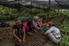 Women community members put soils on polybags for new seedlings at a nursery at the Cinta Raja Rainforest Restoration Site in Gunung Leuser National Park (GNLP) in Sumatra, Indonesia.