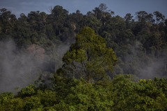 Cinta Raja Rainforest Restoration Site in Gunung Leuser National Park (GNLP) in Sumatra, Indonesia with the rainforest in the background.
