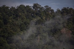 View of the forest at Gunung Leuser National Park (GNLP) in Sumatra, Indonesia.