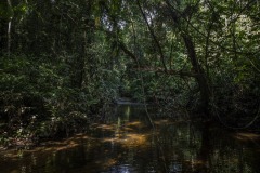 A rain forest right next to Cinta Raja Rainforest Restoration Site in Gunung Leuser National Park (GNLP) in Sumatra, Indonesia.