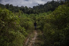 Cinta Raja Rainforest Restoration Site in Gunung Leuser National Park (GNLP) in Sumatra, Indonesia with the rainforest in the background.