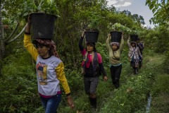 Women community members plant newly matured seedlings at the Cinta Raja Rainforest Restoration Site in Gunung Leuser National Park (GNLP) in Sumatra, Indonesia.