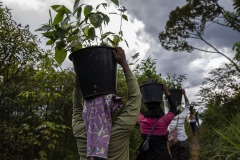 Women community members plant newly matured seedlings at the Cinta Raja Rainforest Restoration Site in Gunung Leuser National Park (GNLP) in Sumatra, Indonesia.