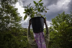 Women community members plant newly matured seedlings at the Cinta Raja Rainforest Restoration Site in Gunung Leuser National Park (GNLP) in Sumatra, Indonesia.