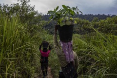 Women community members plant newly matured seedlings at the Cinta Raja Rainforest Restoration Site in Gunung Leuser National Park (GNLP) in Sumatra, Indonesia.