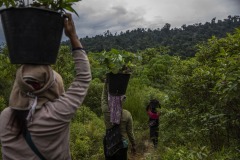 Women community members plant newly matured seedlings at the Cinta Raja Rainforest Restoration Site in Gunung Leuser National Park (GNLP) in Sumatra, Indonesia.