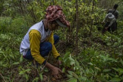 Women community members plant newly matured seedlings at the Cinta Raja Rainforest Restoration Site in Gunung Leuser National Park (GNLP) in Sumatra, Indonesia.