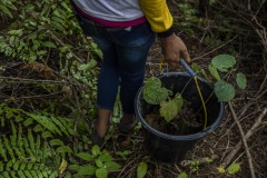 Women community members plant newly matured seedlings at the Cinta Raja Rainforest Restoration Site in Gunung Leuser National Park (GNLP) in Sumatra, Indonesia.