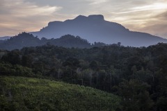 View of a forest in Sintang regency, West Kalimantan, Indonesia.