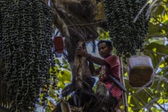 A farmer climbs up a palm sugar tree to collect the sap at a forest in Sintang regency, West Kalimantan, Indonesia.