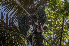 A farmer climbs up a palm sugar tree to collect the sap at a forest in Sintang regency, West Kalimantan, Indonesia.