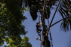 A farmer climbs up a palm sugar tree to collect the sap at a forest in Sintang regency, West Kalimantan, Indonesia.