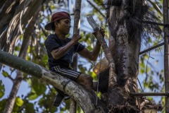 A farmer climbs up a palm sugar tree to collect the sap at a forest in Sintang regency, West Kalimantan, Indonesia.