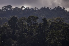 View of a forest in Sintang regency, West Kalimantan, Indonesia.