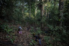 Farmers harvest ilipe nuts that fell from the endangered Shorea Stenoptera tree in the forest in Sintang regency, West Kalimantan, Indonesia. The nut from this species is a principal source of a vegetable fat called 'tangkawang' or 'Borneo tallow'; or sometimes 'Illipe'. When ripe the nuts fall to the forest floor, where they are harvested by hand.