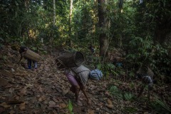 Farmers harvest ilipe nuts that fell from the endangered Shorea Stenoptera tree in the forest in Sintang regency, West Kalimantan, Indonesia. The nut from this species is a principal source of a vegetable fat called 'tangkawang' or 'Borneo tallow'; or sometimes 'Illipe'. When ripe the nuts fall to the forest floor, where they are harvested by hand.