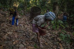 Farmers harvest ilipe nuts that fell from the endangered Shorea Stenoptera tree in the forest in Sintang regency, West Kalimantan, Indonesia. The nut from this species is a principal source of a vegetable fat called 'tangkawang' or 'Borneo tallow'; or sometimes 'Illipe'. When ripe the nuts fall to the forest floor, where they are harvested by hand.