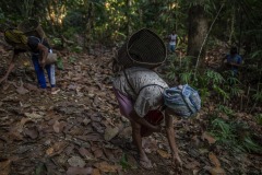 Farmers harvest ilipe nuts that fell from the endangered Shorea Stenoptera tree in the forest in Sintang regency, West Kalimantan, Indonesia. The nut from this species is a principal source of a vegetable fat called 'tangkawang' or 'Borneo tallow'; or sometimes 'Illipe'. When ripe the nuts fall to the forest floor, where they are harvested by hand.