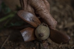 An ilipe nut that fell from the endangered Shorea Stenoptera tree in the forest is harvested in Sintang regency, West Kalimantan, Indonesia. The nut from this species is a principal source of a vegetable fat called 'tangkawang' or 'Borneo tallow'; or sometimes 'Illipe'. When ripe the nuts fall to the forest floor, where they are harvested by hand.