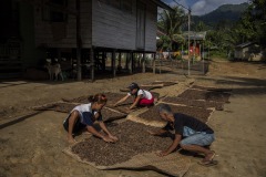 Farmers dry ilipe nuts in the sun at a village in Sintang regency, West Kalimantan, Indonesia.