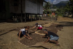 Farmers dry ilipe nuts in the sun at a village in Sintang regency, West Kalimantan, Indonesia.