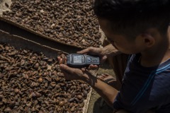 A worker uses a moisture meter to check the level of moisture of sun-dried ilipe nuts before packing them into sacks at a village in Sintang regency, West Kalimantan, Indonesia.