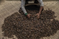 A farmer puts sun-dried ilipe nuts into a basket before pouring them into sacks at a village in Sintang regency, West Kalimantan, Indonesia.