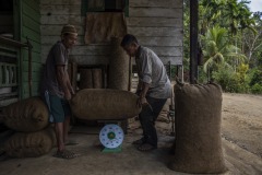 Farmers pack sun-dried ilipe nuts into sacks before weighing them at a village in Sintang regency, West Kalimantan, Indonesia.