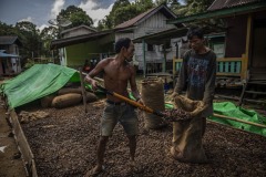 Workers pour sun-dried ilipe nuts into a sack at a village in Sintang Regency, West Kalimantan, Indonesia.