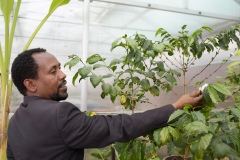 Dr Birhanu, age 39, Research Directorate Director at Gullele Botantical Gardens, Addis Ababa, Ethiopia, with coffee arabica in Chanber 1 of the greenhouses.“My degree is biology, I studied in Bahir Dar - I used to go to swim in blue mile river, collecting wood, have a close relationship with nature - and my interest just grew as I studied - most people in Ethiopia are very passionate about plants - the old people love plants - plants are everything for us - food, medicine, household implements, farming implements, building, they are everything it is an agricultural country, not an industrialised country , they cut plants because they don’t have options.  HEre we protect them, and plan to sell them to the communtity from our nurseries in the future.”