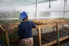 Germination room in the greenhouses at Gullele Botantical Gardens, Addis Ababa, Ethiopia. Here, seedlings selected that are difficult to grow. Pictured - Olea - native to here, hard to germinate - we conserve indigenous plant because community needs them, for medicine, to build house and for utensils - it is a hard wood. It is a sacred plant grown in the church area - people use it for different purposes.  Each plant has its own crucial value and importance to the system.