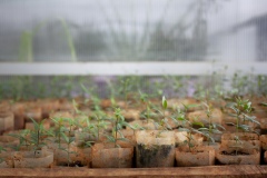 Germination room in the greenhouses at Gullele Botantical Gardens, Addis Ababa, Ethiopia. Here, seedlings selected that are difficult to grow. Pictured - Olea - native to here, hard to germinate - we conserve indigenous plant because community needs them, for medicine, to build house and for utensils - it is a hard wood. It is a sacred plant grown in the church area - people use it for different purposes.  Each plant has its own crucial value and importance to the system.