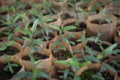 Germination room in the greenhouses at Gullele Botantical Gardens, Addis Ababa, Ethiopia. Here, seedlings selected that are difficult to grow. Pictured - Olea - native to here, hard to germinate - we conserve indigenous plant because community needs them, for medicine, to build house and for utensils - it is a hard wood. It is a sacred plant grown in the church area - people use it for different purposes.  Each plant has its own crucial value and importance to the system.