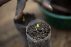 Germination room in the greenhouses at Gullele Botantical Gardens, Addis Ababa, Ethiopia. Here, seedlings selected that are difficult to grow. Pictured - Olea - native to here, hard to germinate - we conserve indigenous plant because community needs them, for medicine, to build house and for utensils - it is a hard wood. It is a sacred plant grown in the church area - people use it for different purposes.  Each plant has its own crucial value and importance to the system.