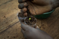 Germination room in the greenhouses at Gullele Botantical Gardens, Addis Ababa, Ethiopia. Here, seedlings selected that are difficult to grow. Pictured - Olea - native to here, hard to germinate - we conserve indigenous plant because community needs them, for medicine, to build house and for utensils - it is a hard wood. It is a sacred plant grown in the church area - people use it for different purposes.  Each plant has its own crucial value and importance to the system.