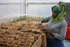 Germination room in the greenhouses at Gullele Botantical Gardens, Addis Ababa, Ethiopia. Here, seedlings selected that are difficult to grow. Pictured - Olea - native to here, hard to germinate - we conserve indigenous plant because community needs them, for medicine, to build house and for utensils - it is a hard wood. It is a sacred plant grown in the church area - people use it for different purposes.  Each plant has its own crucial value and importance to the system.