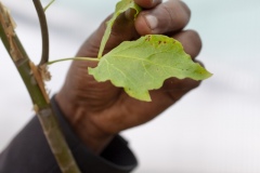 Dr Birhanu, age 39, Research Directorate Director at Gullele Botantical Gardens, Addis Ababa, Ethiopia. Photographed with Commiphora Monoiccao - critically endangered - “every plant has its own importance, every one is ecologically important- inside this plant is an oil that is used to treat wounds.”
“My degree is biology, I studied in Bahir Dar - I used to go to swim in blue mile river, collecting wood, have a close relationship with nature - and my interest just grew as I studied - most people in Ethiopia are very passionate about plants - the old people love plants - plants are everything for us - food, medicine, household implements, farming implements, building, they are everything it is an agricultural country, not an industrialised country , they cut plants because they don’t have options.  We aim to preserve and protect and grow plants to sell in the nurseries for the communities”