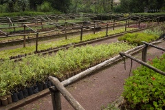 The nusery at Gullele Botantical Gardens, Addis Ababa, Ethiopia, where the staff hope to sell indigenous plants they grow to the community.