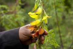 Endemic plant - with flowers - crotalaria exaltata.
The Gullele Botanical Gardens in Addis Ababa covers 705 hectares and have visitors from all over the world including local community. The establishments of a botanic garden as a living museum of plants which otherwise might become last or extinct is long over due in Ethiopia.  For one, the country has plants whose survival is threatened and which are part of its cultural heritage. These and those introduced from elsewhere have to be preserved live or in a herbarium with adequate documentation for future generations to act as referral for these plants.
Mission:
Rescue threatened flora from extinction, contribute towards conservation and research on biodiversity and sustainability education as well as ecotourism development.
The Objectives of the gardens are:
Conservation
Enhance biodiversity conservation and offer a refuge and better security for threatened species, ecosystem models, genetic and species diversity, contribute to worldwide plant germplasm conservation efforts.
Research
Conduct research on different plant species, species interaction, ecological dynamics, vegetation, climate change relations vis-à-vis and assist in local, regional and national socio- economic development.
Ecotourism
Develop nature based world standard model eco-friendly recreational facilities that would constitute one of the tourist’s attractions to our national and continental capital city.
Education
Offer environmental education for sustainability through the entire curricula with special attention to the young, providing training on sustainable gardening horticulture, floriculture, urban agriculture and urban forestry.