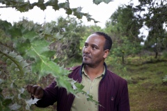 Solomon Getahun 39 - biodiversity education directorate director at The Gullele Botantical Gardens, Addis Ababa, Ethiopia with an endemic plant to Ethiopia: Echonops longistus.