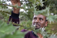 Solomon Getahun 39 - biodiversity education directorate director at The Gullele Botantical Gardens, Addis Ababa, Ethiopia with an endemic plant to Ethiopia: Echonops longistus.