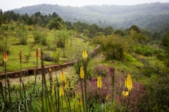 The Gullele Botanical Gardens in Addis Ababa covers 705 hectares and have visitors from all over the world including local community. The establishments of a botanic garden as a living museum of plants which otherwise might become last or extinct is long over due in Ethiopia.  For one, the country has plants whose survival is threatened and which are part of its cultural heritage. These and those introduced from elsewhere have to be preserved live or in a herbarium with adequate documentation for future generations to act as referral for these plants.
Mission:
Rescue threatened flora from extinction, contribute towards conservation and research on biodiversity and sustainability education as well as ecotourism development.
The Objectives of the gardens are:
Conservation
Enhance biodiversity conservation and offer a refuge and better security for threatened species, ecosystem models, genetic and species diversity, contribute to worldwide plant germplasm conservation efforts.
Research
Conduct research on different plant species, species interaction, ecological dynamics, vegetation, climate change relations vis-à-vis and assist in local, regional and national socio- economic development.
Ecotourism
Develop nature based world standard model eco-friendly recreational facilities that would constitute one of the tourist’s attractions to our national and continental capital city.
Education
Offer environmental education for sustainability through the entire curricula with special attention to the young, providing training on sustainable gardening horticulture, floriculture, urban agriculture and urban forestry.