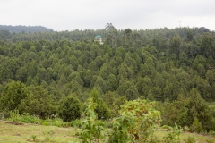 The Gullele Botanical Gardens in Addis Ababa covers 705 hectares and have visitors from all over the world including local community. The establishments of a botanic garden as a living museum of plants which otherwise might become last or extinct is long over due in Ethiopia.  For one, the country has plants whose survival is threatened and which are part of its cultural heritage. These and those introduced from elsewhere have to be preserved live or in a herbarium with adequate documentation for future generations to act as referral for these plants.
Mission:
Rescue threatened flora from extinction, contribute towards conservation and research on biodiversity and sustainability education as well as ecotourism development.
The Objectives of the gardens are:
Conservation
Enhance biodiversity conservation and offer a refuge and better security for threatened species, ecosystem models, genetic and species diversity, contribute to worldwide plant germplasm conservation efforts.
Research
Conduct research on different plant species, species interaction, ecological dynamics, vegetation, climate change relations vis-à-vis and assist in local, regional and national socio- economic development.
Ecotourism
Develop nature based world standard model eco-friendly recreational facilities that would constitute one of the tourist’s attractions to our national and continental capital city.
Education
Offer environmental education for sustainability through the entire curricula with special attention to the young, providing training on sustainable gardening horticulture, floriculture, urban agriculture and urban forestry.