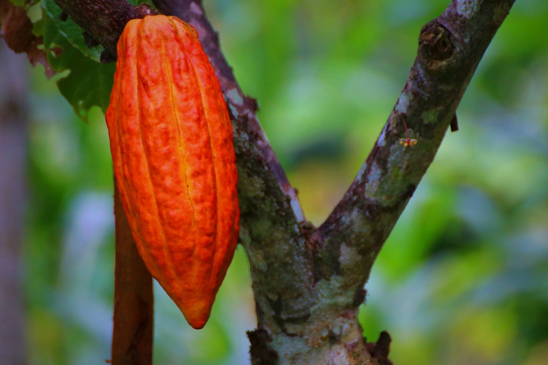 Colombia commits to deforestation-free Cocoa