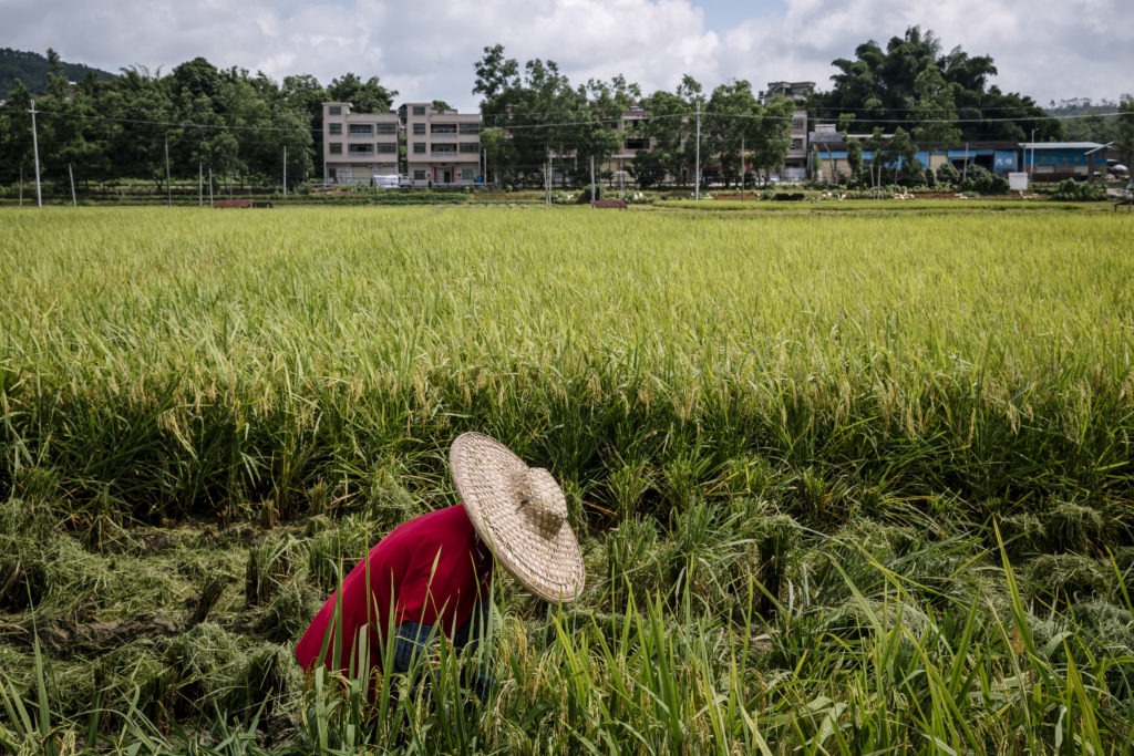 Farmer harvests rice at the organic Yacan Mi Rice Farm