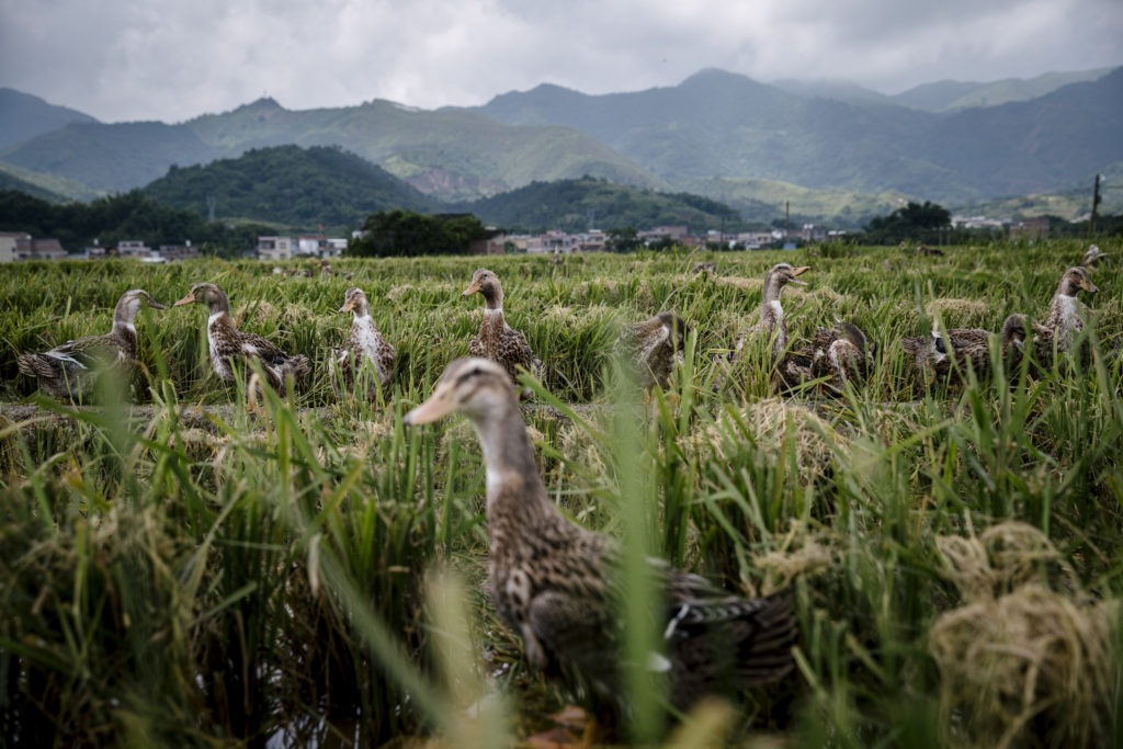 Ducks roaming freely in the harvested fields of the organic Yacan Mi Rice Farm