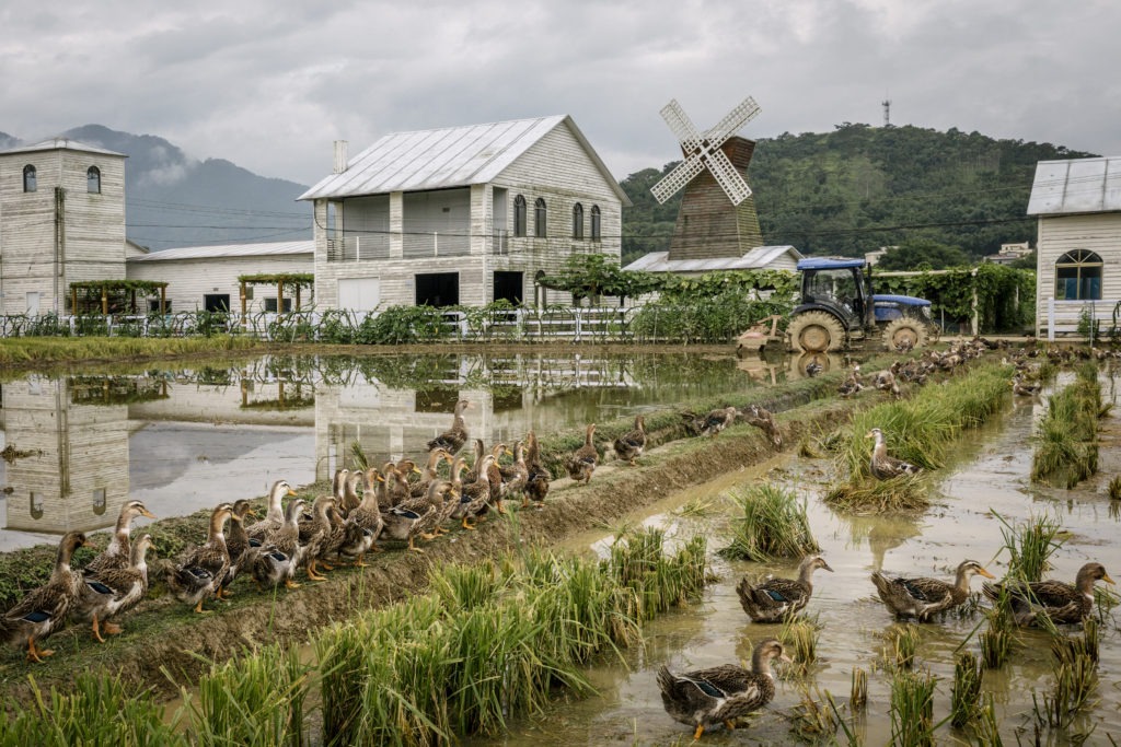 Ducks roaming freely in the harvested fields of the organic Yacan Mi Rice Farm