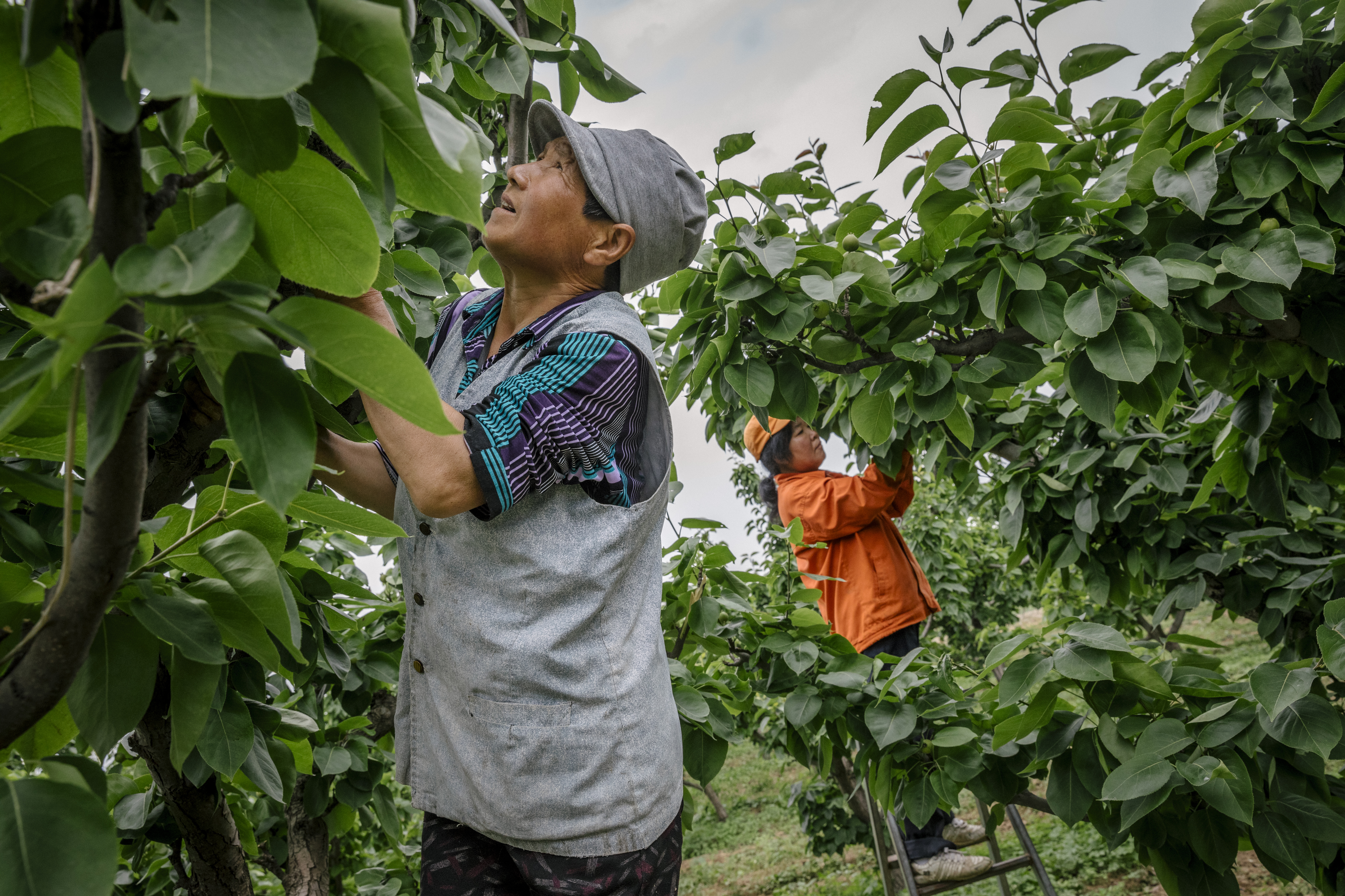 The UN Food Systems Summit: kickstarting a decade of delivery for food systems transformation 