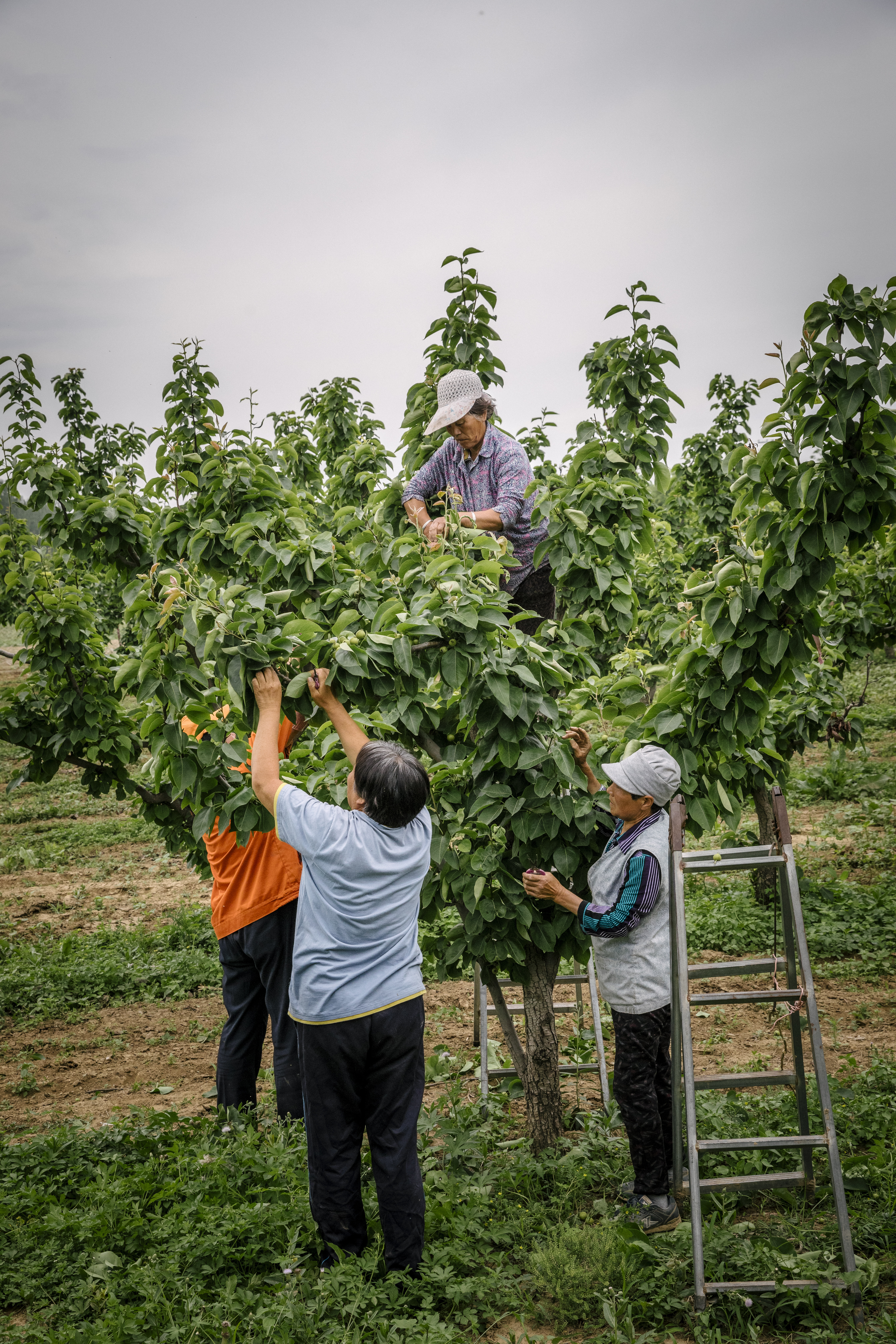 Sharing harvests and tables: a community led farming movement in China